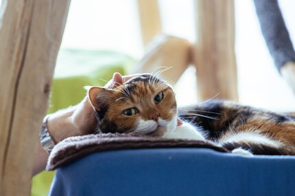 Harper likes being at eye level. She lets Rommy stroke her.