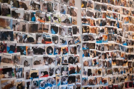 On ne voit plus le mur tellement il y a de photos de chats : ils ont tous trouvé un foyer.