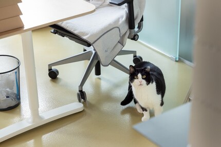 Extremely shy cats get used to people in the staff office.