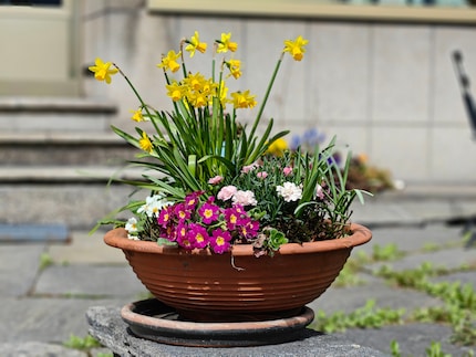J'ai encore un peu atténué le bokeh par la suite, ainsi je trouve que les fleurs sont parfaitement mises en valeur.
