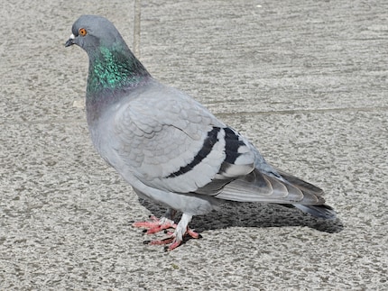 Gourmande, gourmande. Le pigeon a de belles couleurs et un plumage clairement reconnaissable. Ici avec un zoom optique triple.
