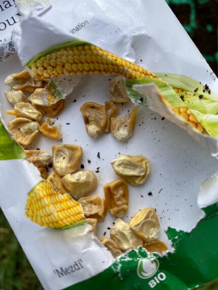 Die Samen sehen ja schon aus wie Mais!