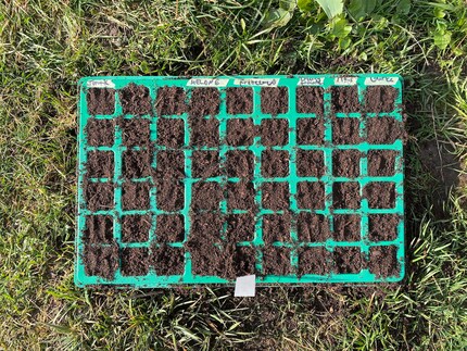 Ein Meilenstein: Die ersten Samen sind gesät.