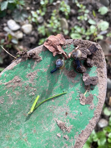 Die kleinen Wunder der Natur.