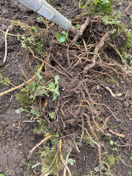 Hab ich dich, du dicke Beikrautwurzel!