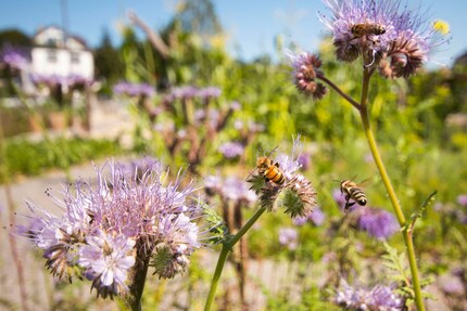 Summ, summ, summ – Bienchen summ herum.