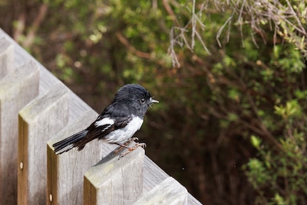 Une miro mésange dans la région de Waiotapu, prise avec le 24-105 mm.