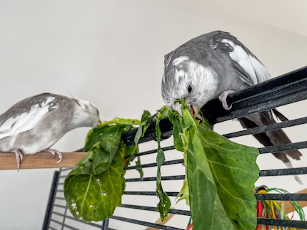 Rio e Cookie mangiano le verdure - a distanza, altrimenti si litigano.