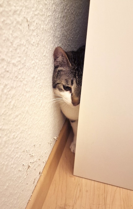 Non è così che immaginavo un'auto bloccata: Jasper è bloccato.