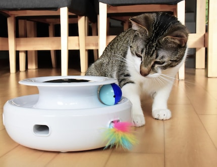 The colourful feather is irresistible. And if it takes too long, there's the ball.