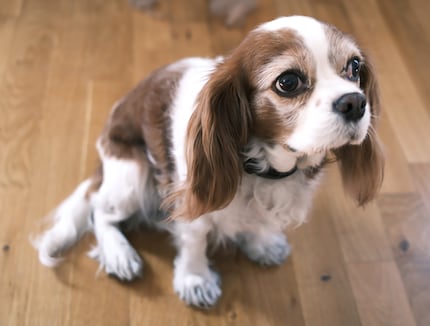 Is het goed zo? Polly met ingekorte vacht op haar poten.