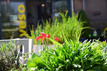Des tulipes rouges devant l’entrée. Elles sont symbole d’affection.