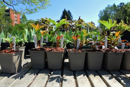 Planter des plantes à la main dans de la terre fraîche fait du bien à l’âme.