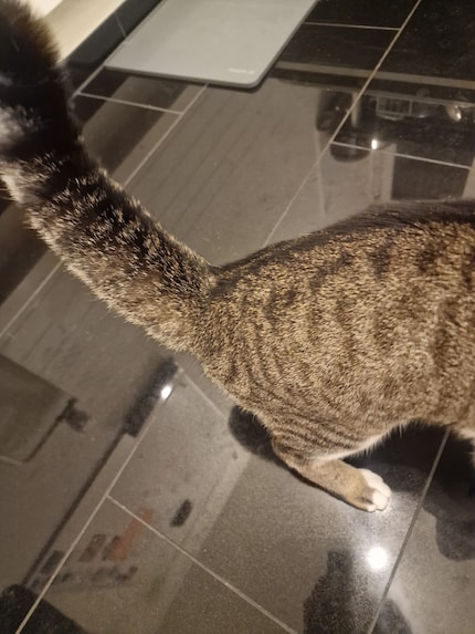 Jasper, the raccoon in the kitchen. How about you let me wash up, huh?