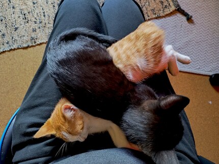 Balu s’étale simplement sur Bonnie. Pourquoi pas...