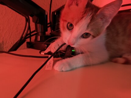 Je vois ce que tu fais, Bonnie !