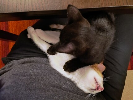 Voilà Bonnie profondément endormie sur mes genoux.