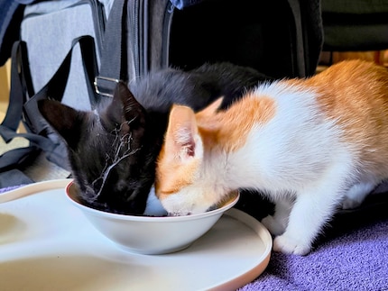 Balu a nettoyé quelques toiles d’araignée.