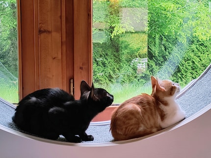 Balu (à gauche) et sa sœur Bonnie ont emménagé chez nous.