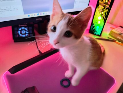 Bonnie a une obsession pour les élastiques à cheveux. Malheureusement, l’image est un peu floue. Quand Bonnie ne dort pas, elle ne tient pas une seconde en place et je dois être rapide pour dégainer mon appareil photo.