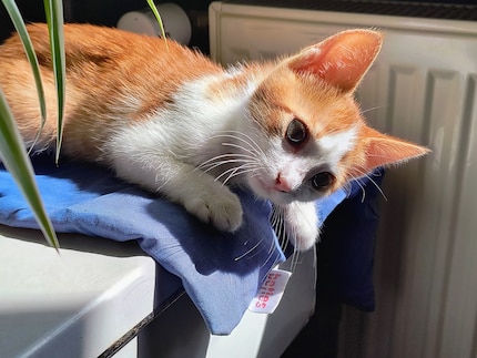 Je n’ai aucune photo où je trébuche sur un des chats, donc voilà une photo de ma chère Bonnie.