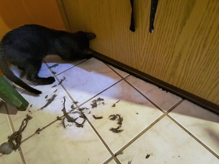 Qui aurait cru que tant de saletés pouvaient s’accumuler sous la porte ?