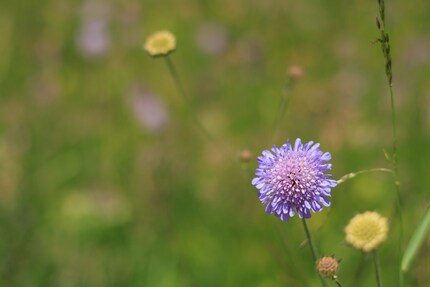 Die Blende sehe ich nicht in den Metadaten, aber für dieses Bild habe ich sie mir gemerkt: f/2