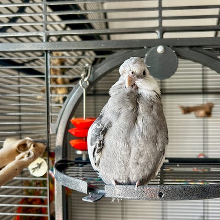 Zo schattig als Rio is: maar als hij zichzelf schoonmaakt, moet ik ook schoonmaken.