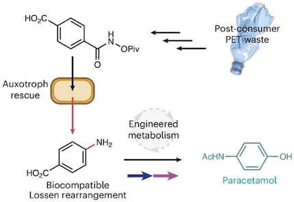 This is how the scientists gradually convert PET waste into paracetamol via biochemical reactions in bacteria.