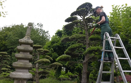The gardener needs up to two hours for each black pine tree - several times a year.