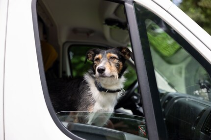 Ari surveils his kingdom from the passenger seat.