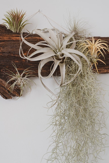 Dans les pièces à vivre, les tillandsias rendent très bien sur le bois.