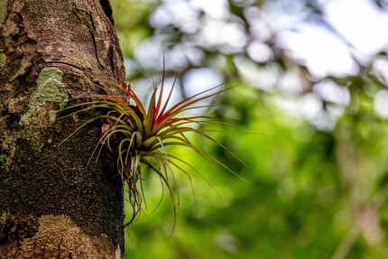 Un tillandsia sur un arbre : la plante épiphyte typique.