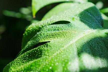 Dank der Löcher erreichen die Sonnenstrahlen auch tiefer gelegene Blätter der Monstera.