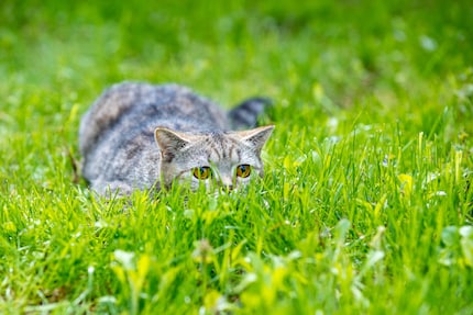 Il n’est pas scientifiquement prouvé que les poches d’Henry aident à la chasse, mais il existe des indices en ce sens.