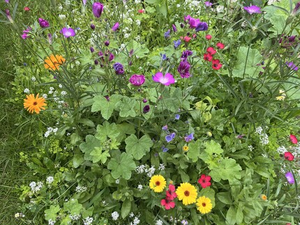 Meine diesjährige Blumenwiese stammt größtenteils aus gekauften Samen. Fürs nächste Jahr sammle ich die Aussaat selbst.