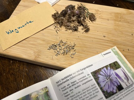 Wie ein Überraschungsgeschenk, das du noch auspacken darfst. So vielfältig wie die unterschiedlichen Blüten sind, so unterschiedlich sind auch deren Samen.