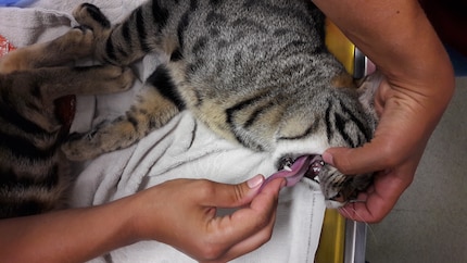 When clearing the airways, it’s best to open the animal’s mouth by gently prying the upper and lower jaw apart using two fingers and pulling out the tongue, if possible.