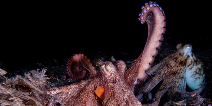 © Chelsea Bennice, Florida Atlantic University (Ausschnitt) © Chelsea Bennice, Florida Atlantic University (Ausschnitt)