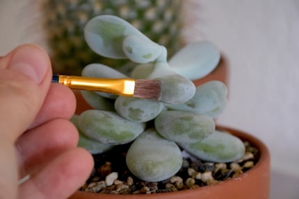 The thing I'm mistakenly brushing off Pachyphytum oviferum here is not dust, but epicuticular wax.