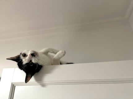 «Play with me!» I understand even without words.