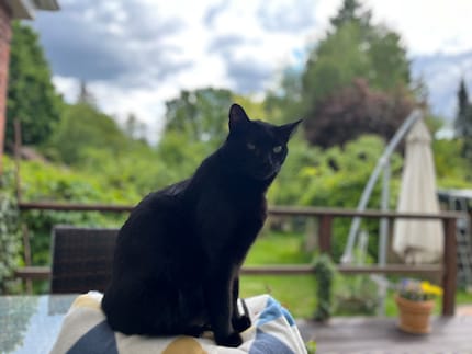 «I stare at you until you understand me.», is sometimes my cat's communication strategy of choice.