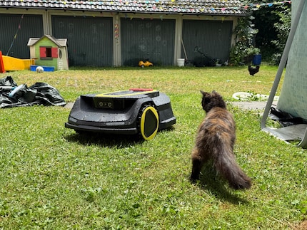 Il gatto Wanda è curioso solo finché l'RCX 6 non si muove.