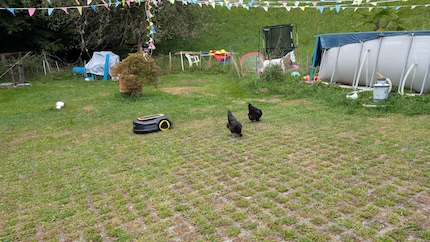 Le galline si spostano  prima che il guastafeste arrivi.