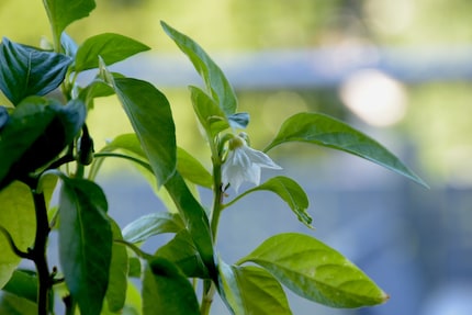 Not exactly a sea of flowers: my chilli plants didn’t go blooming crazy.