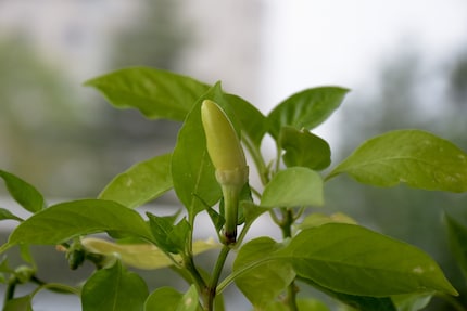 One of the three puny pods I grew
