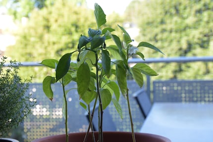 The (overly) long stems are clearly visible here.