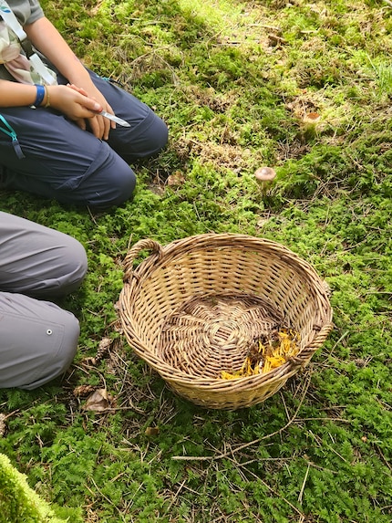 My children have already placed a few yellow mushrooms in the basket. They’re definitely not chanterelles. But maybe still edible after all?
