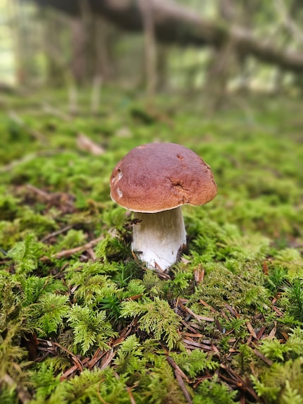 Look at it: this magnificent porcini specimen is growing in the middle of the mossy ground. Every mushroom picker’s dream.
