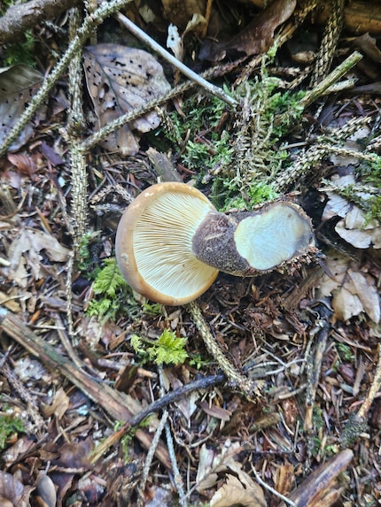 Since we don’t know a lot about mushrooms ourselves, we don’t usually pick mushrooms with lamellae, but boletes instead.